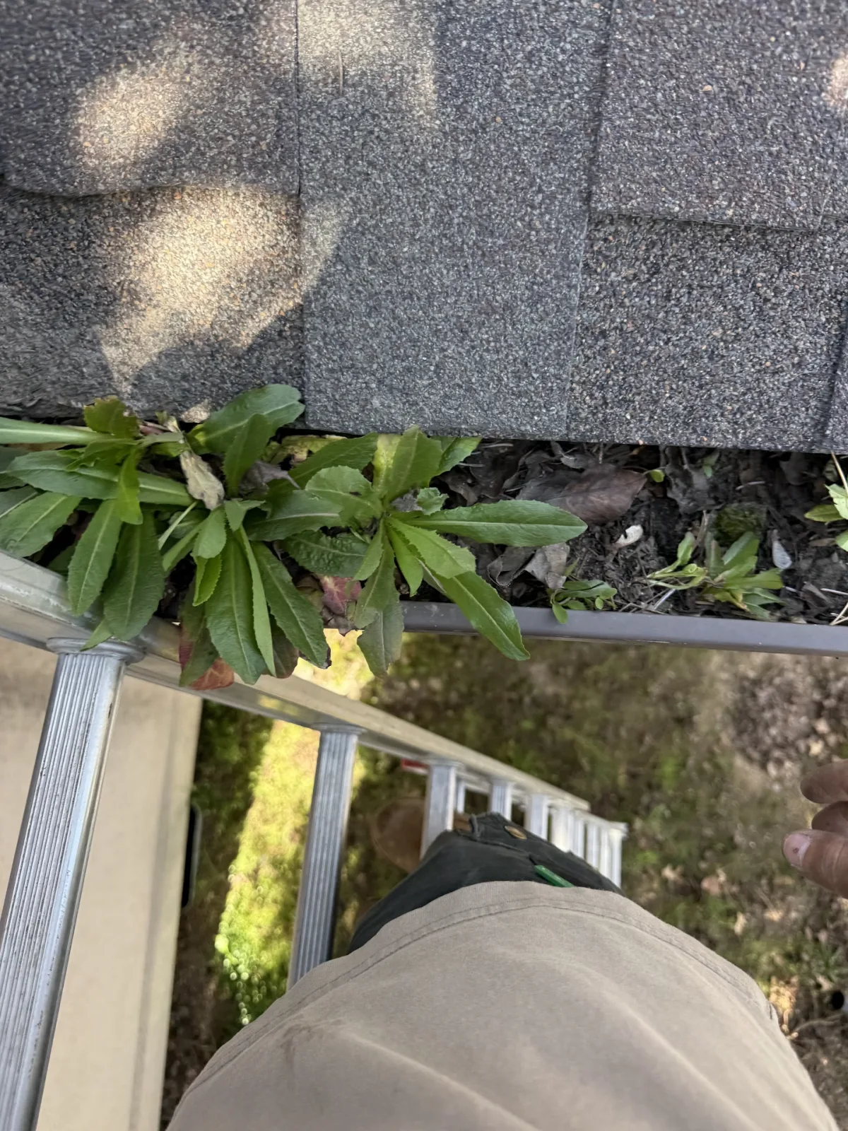 Weeds Growing In