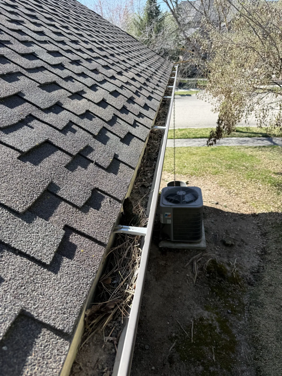 Pine Needle Buildup